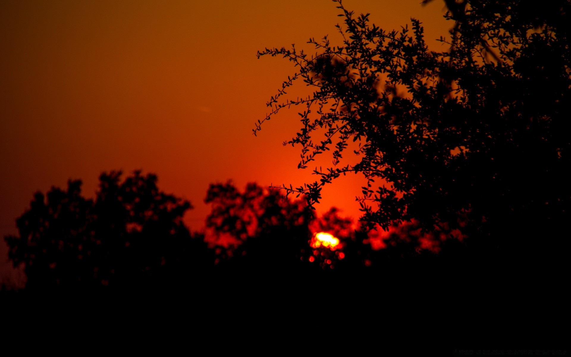 cielo silueta puesta de sol iluminado noche árbol amanecer luz sol crepúsculo paisaje otoño cielo luna