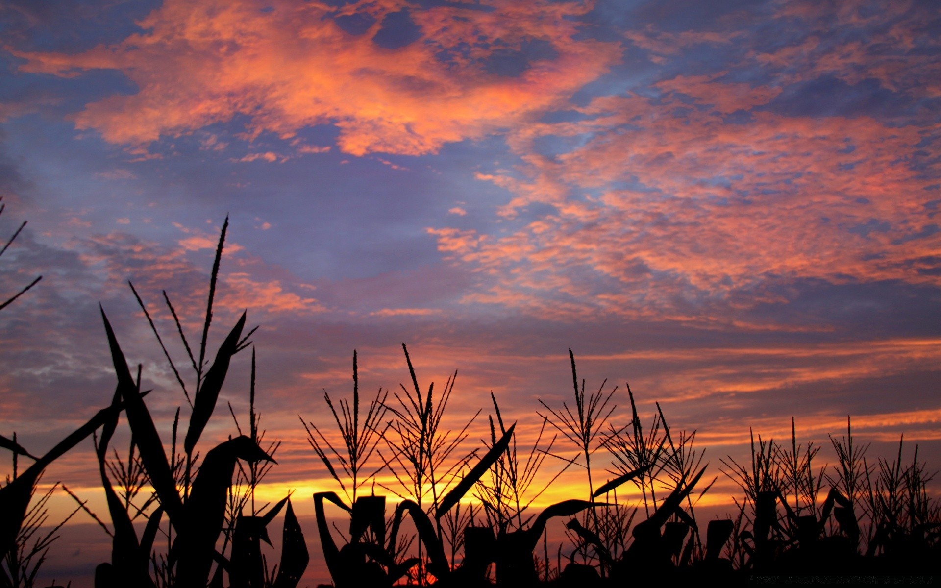 cielo puesta de sol amanecer sol noche silueta paisaje cielo crepúsculo iluminado naturaleza granja al aire libre verano agricultura árbol luz campo