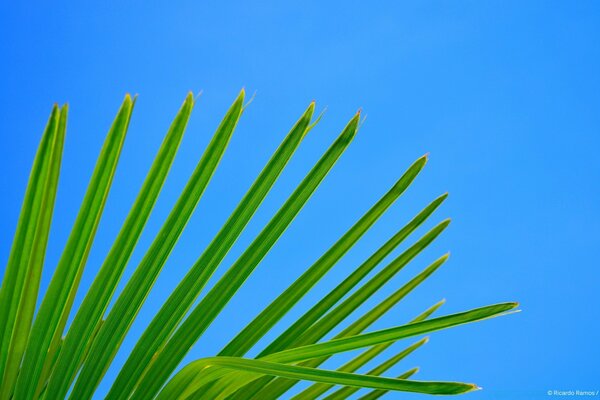 Hojas verdes sobre fondo azul