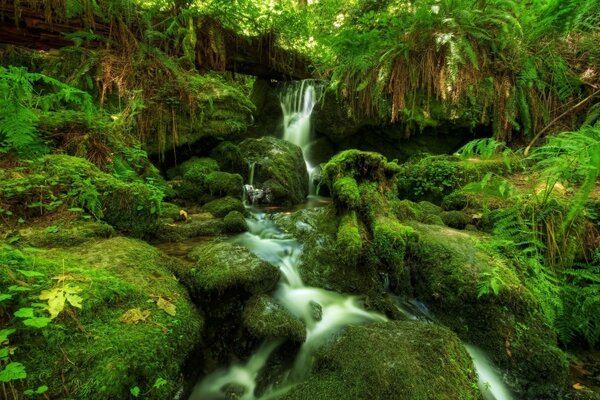 Cascada en la selva tropical y rocas cubiertas de musgo