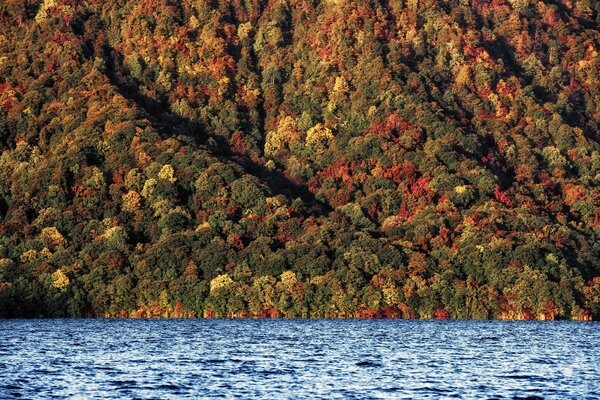 Bosque de otoño y río azul