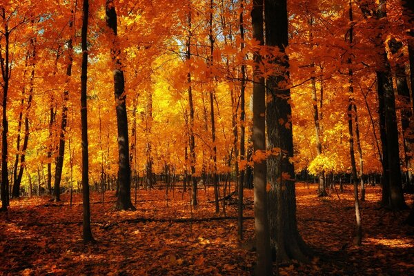 Hermoso bosque de otoño en tonos naranja