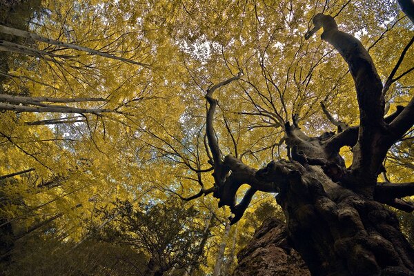 Árboles centenarios en el bosque mirando al cielo