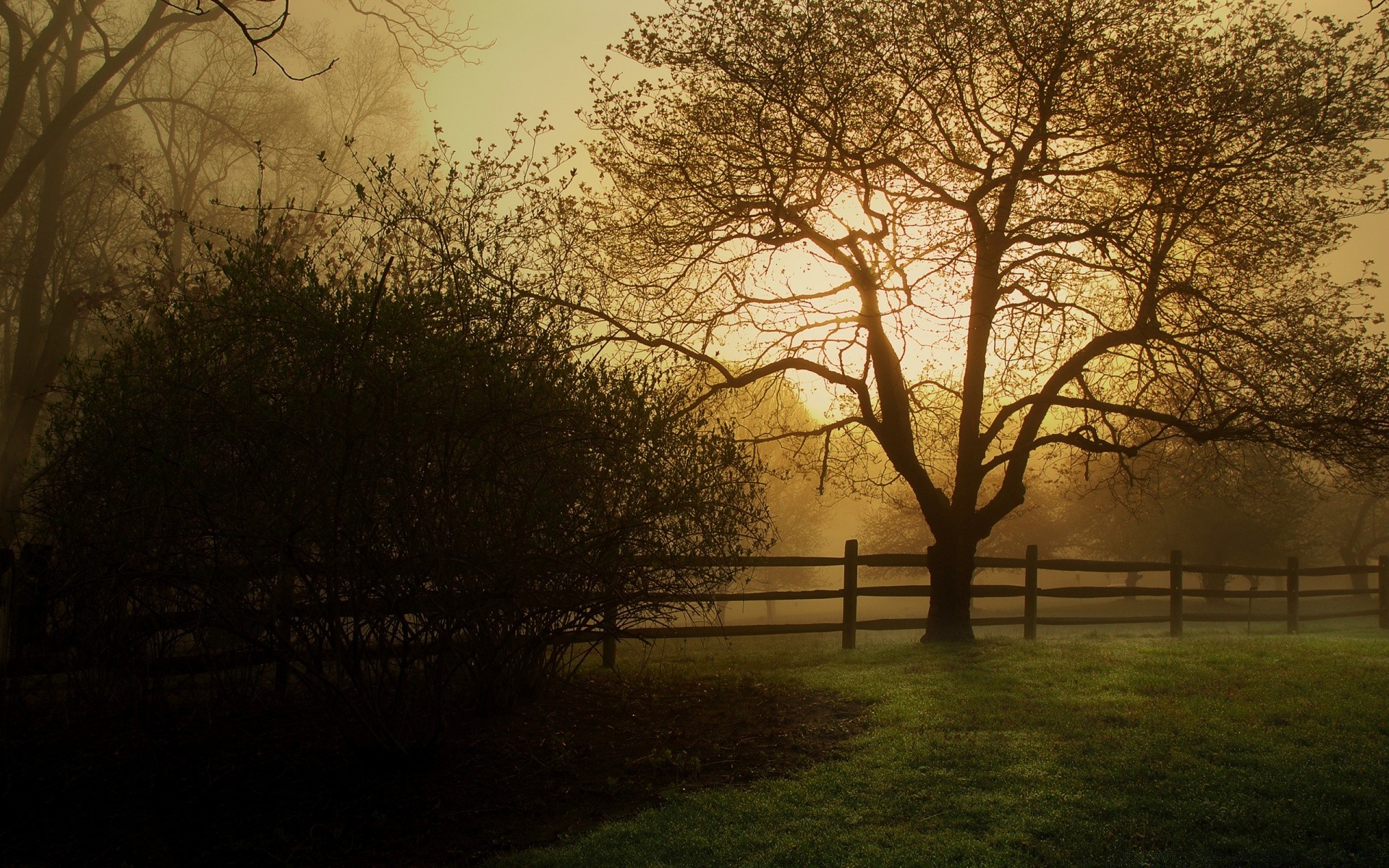 otoño paisaje árbol amanecer niebla niebla otoño madera naturaleza rama sol campo luz puesta de sol buen tiempo