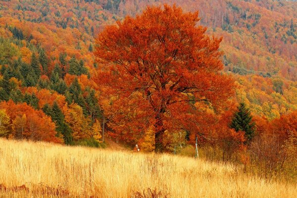 Otoño dorado y naturaleza