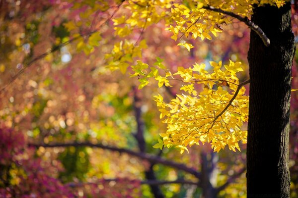 Hojas de otoño en un árbol en un clima soleado