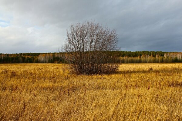 Arbusto desnudo de otoño en medio del campo