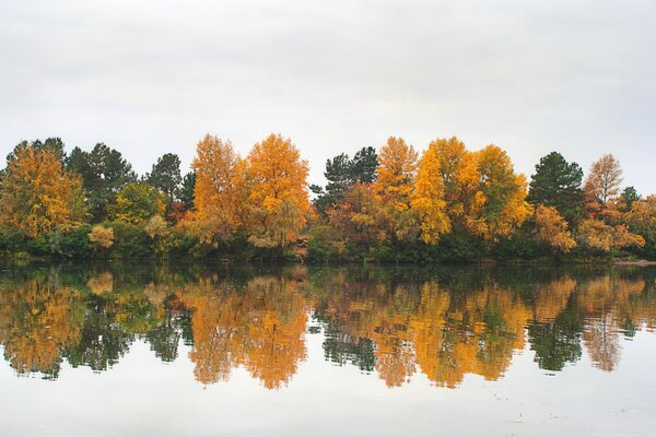 Paisaje de bosque de otoño junto al lago
