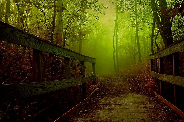Niebla de otoño latente en el bosque