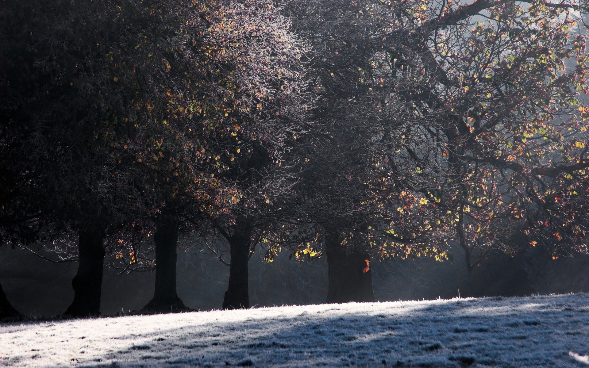 otoño árbol invierno paisaje otoño naturaleza nieve rama luz al aire libre agua parque hoja
