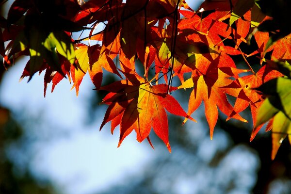 Otoño en una foto