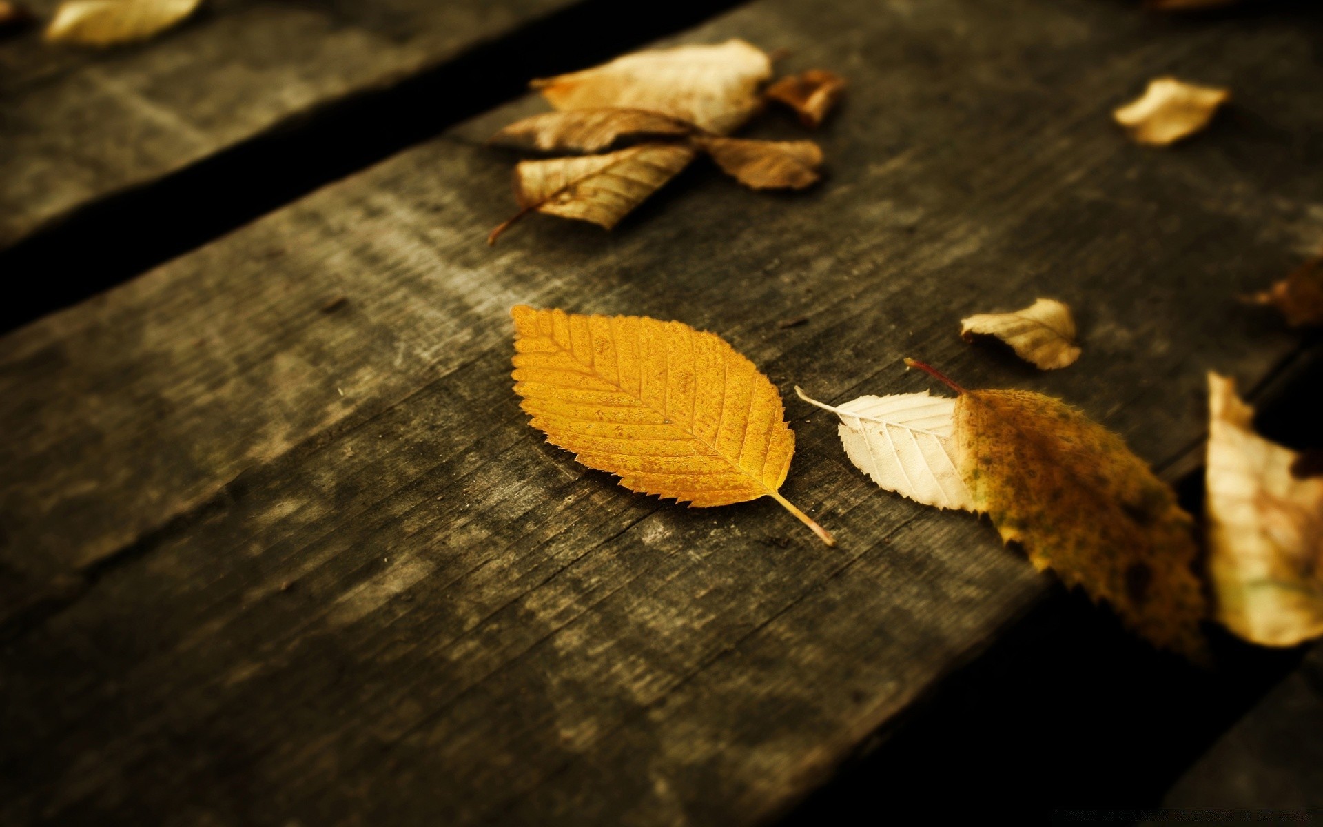 otoño madera hoja naturaleza escritorio naturaleza muerta otoño comida desenfoque oscuro textura primer plano