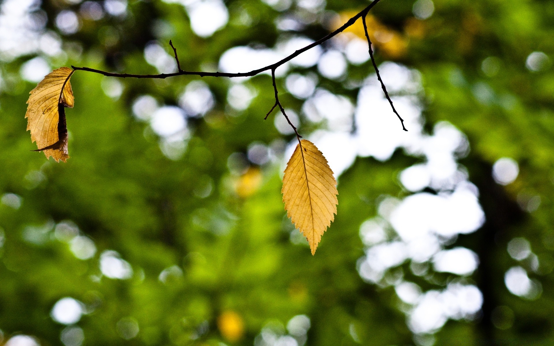 otoño hoja naturaleza árbol flora jardín madera color verano luz brillante sol al aire libre rama medio ambiente primer plano crecimiento escritorio buen tiempo temporada