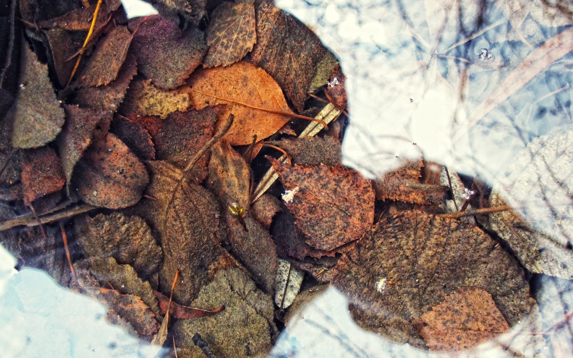 otoño comida escritorio naturaleza primer plano seco madera textura pila partido especias