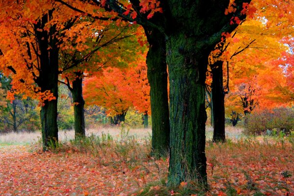 Hojas de otoño en los árboles