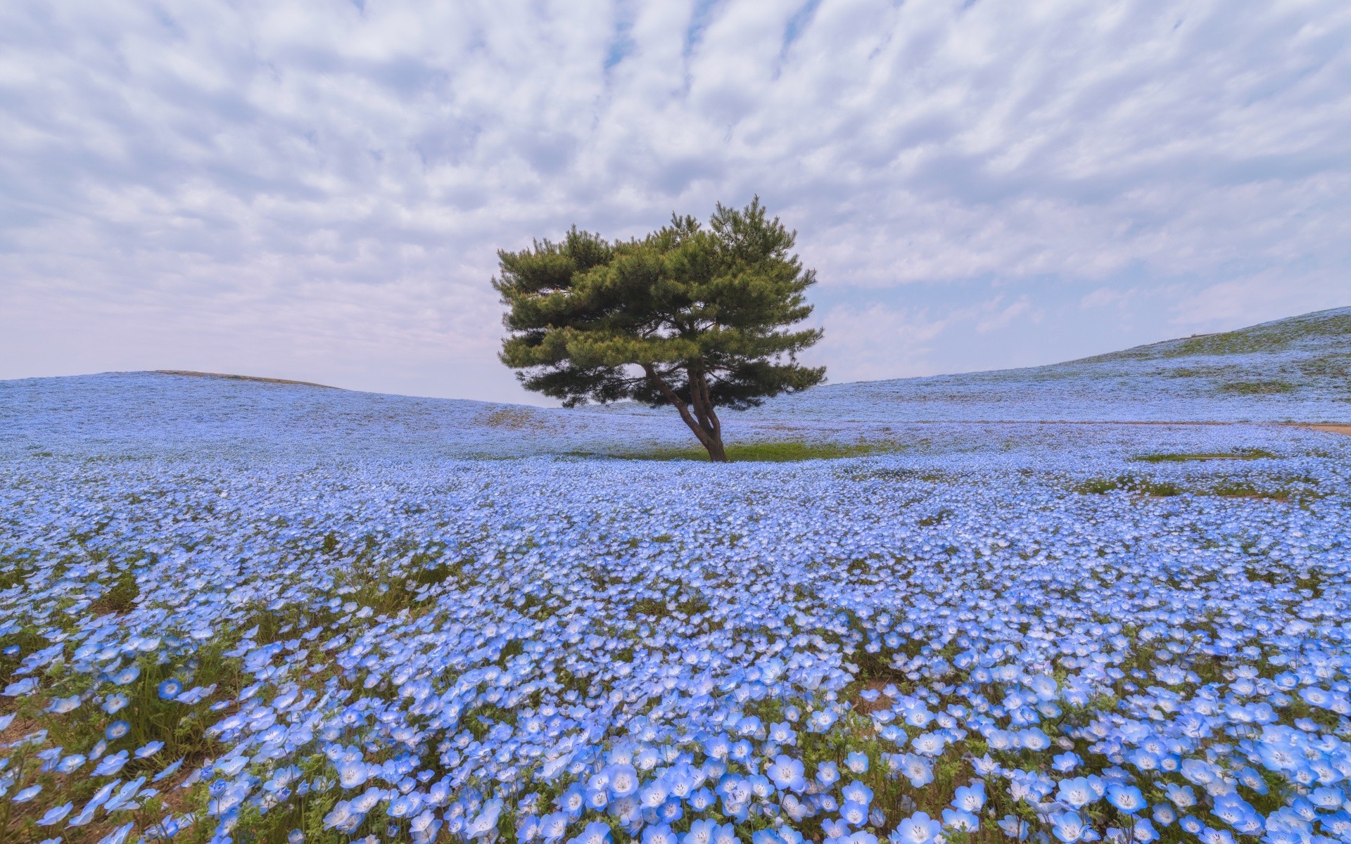 primavera paisaje naturaleza agua cielo al aire libre árbol escénico mar viajes escritorio