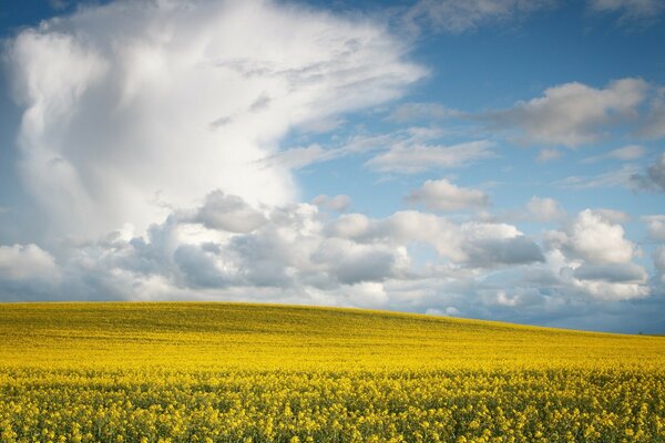Cielo azul. Campo amarillo