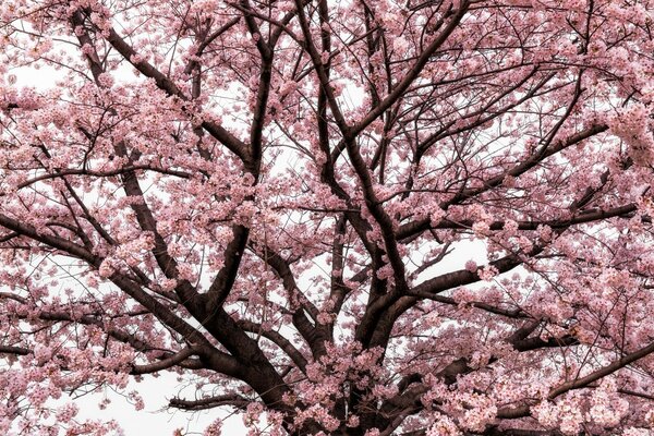 Árbol de floración estacional en China