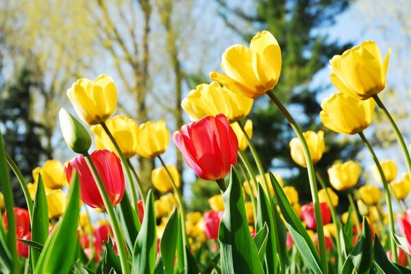 Tulipanes de primavera de diferentes colores