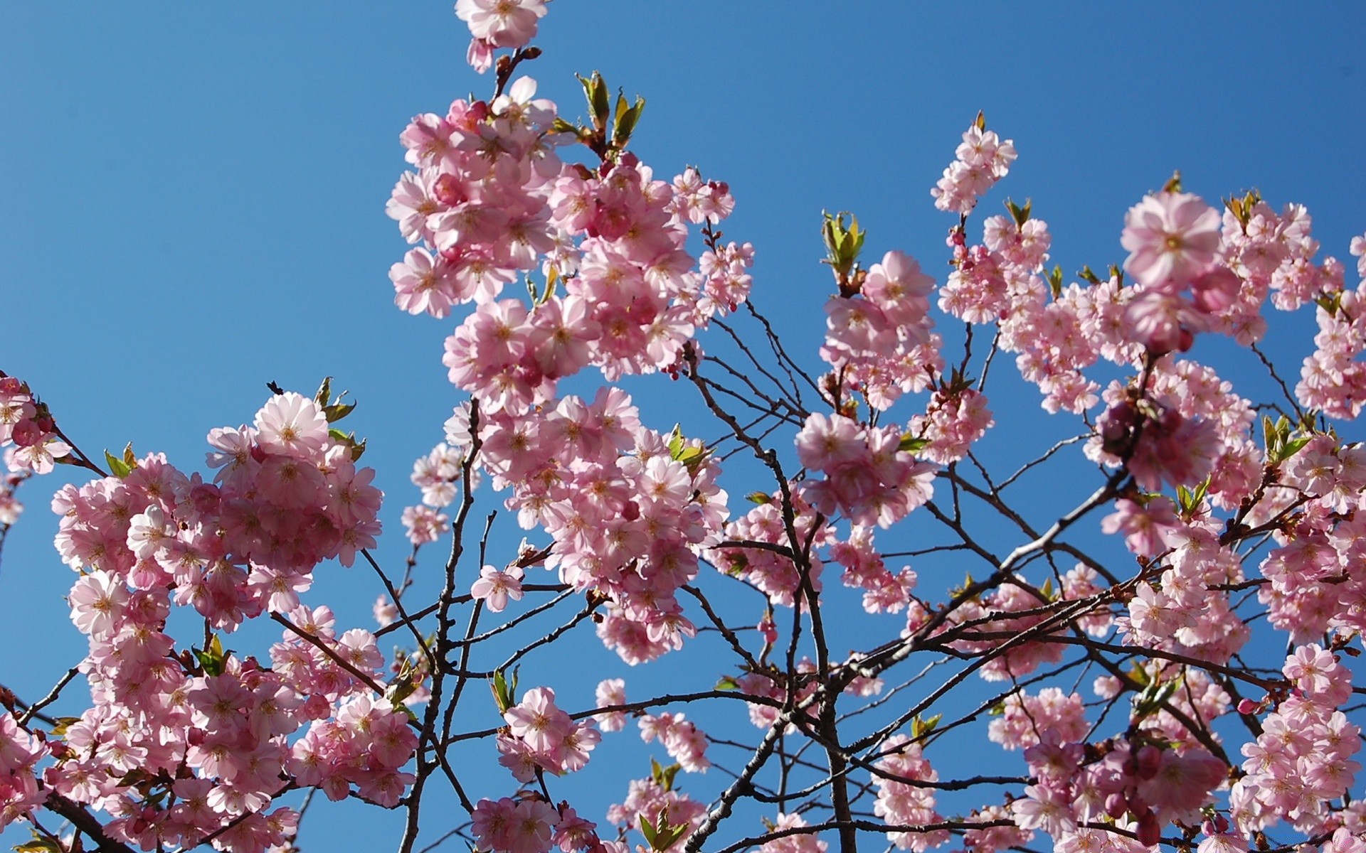primavera flor cereza rama árbol flora floración pétalo estación naturaleza primavera amigo jardín crecimiento floral al aire libre verano hoja manzana brillante