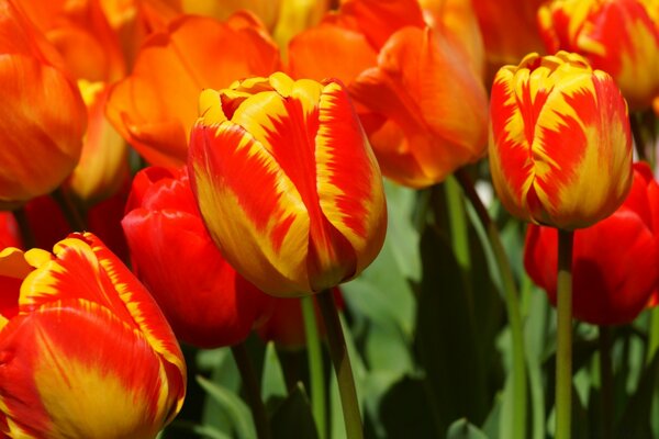 Muchos tulipanes rojos brillantes