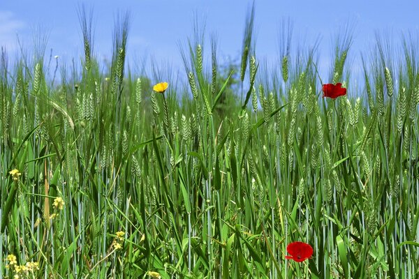 Hierba de campo, heno en primavera