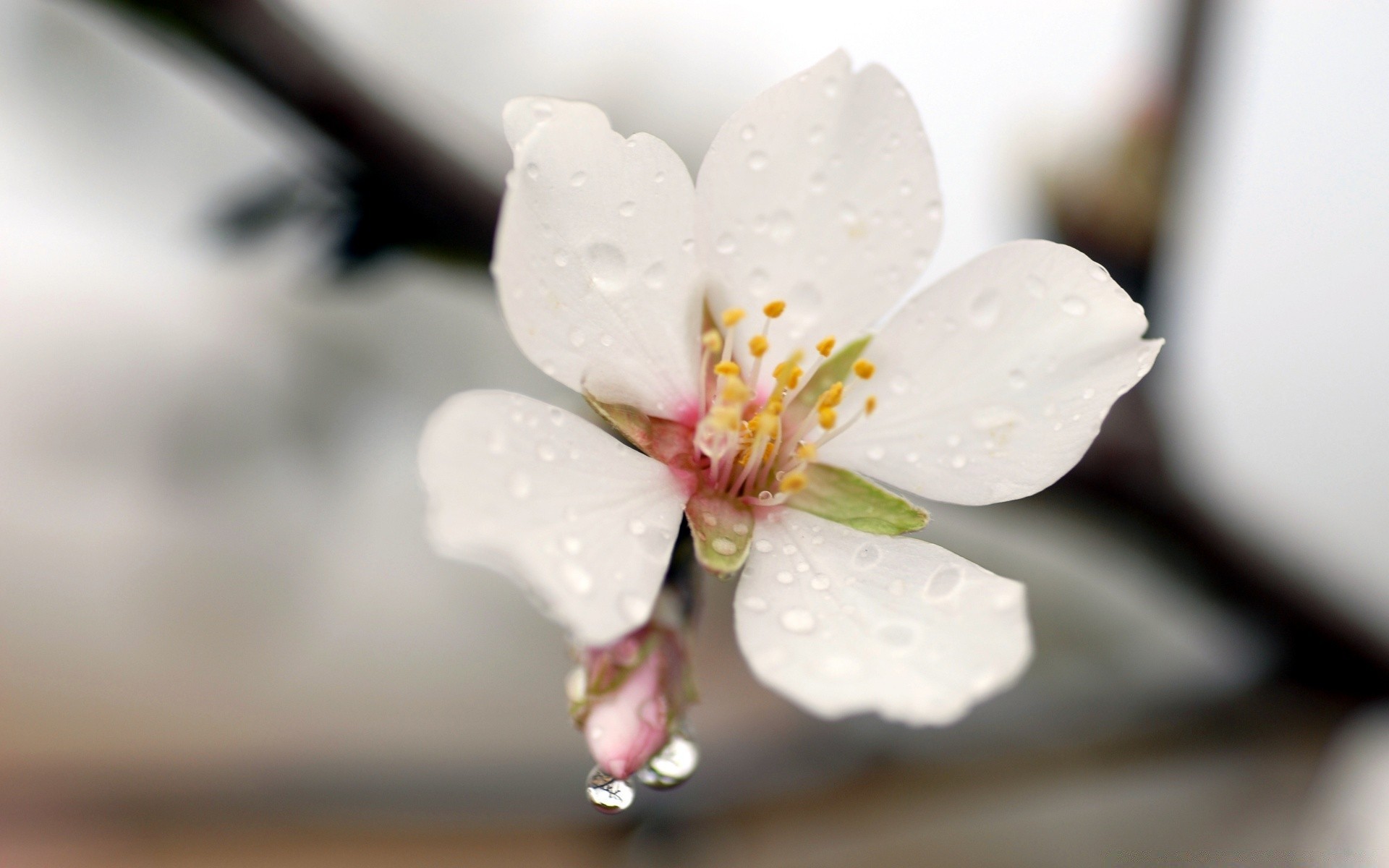 primavera flor naturaleza desenfoque hoja manzana flora amigo verano rama pétalo naturaleza muerta cereza árbol delicado crecimiento blumming dof