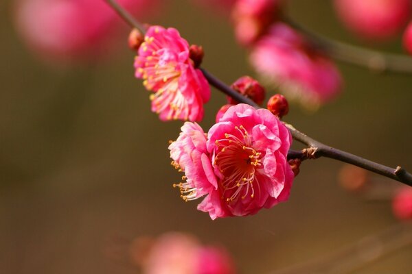 Fotografía macro de flores de cerezo