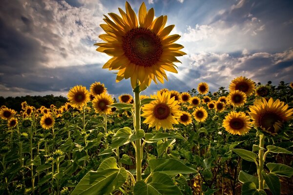 Campo de girasoles. Verano. Cielo nublado