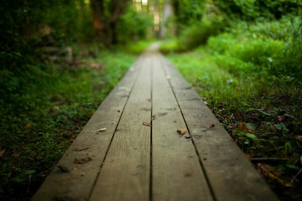 Camino a través de bosques tranquilos y limpios