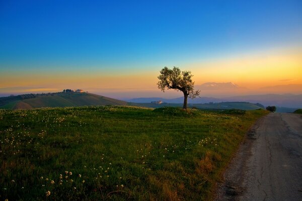 Amanecer con un hermoso árbol en un claro