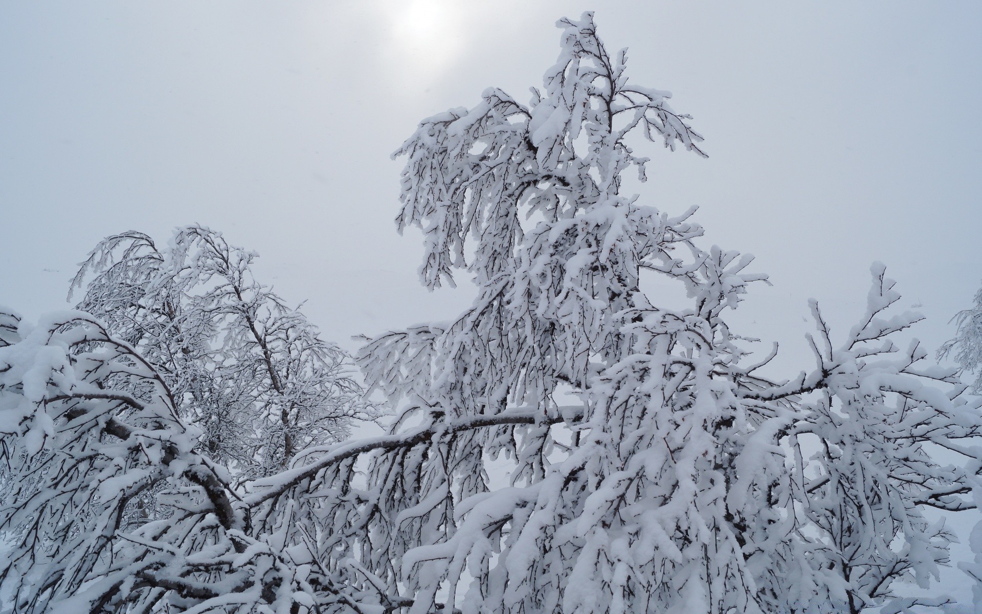 invierno nieve escarcha frío árbol congelado madera temporada hielo clima paisaje blanco como la nieve nevado helado helado escena rama tormenta de nieve escénico