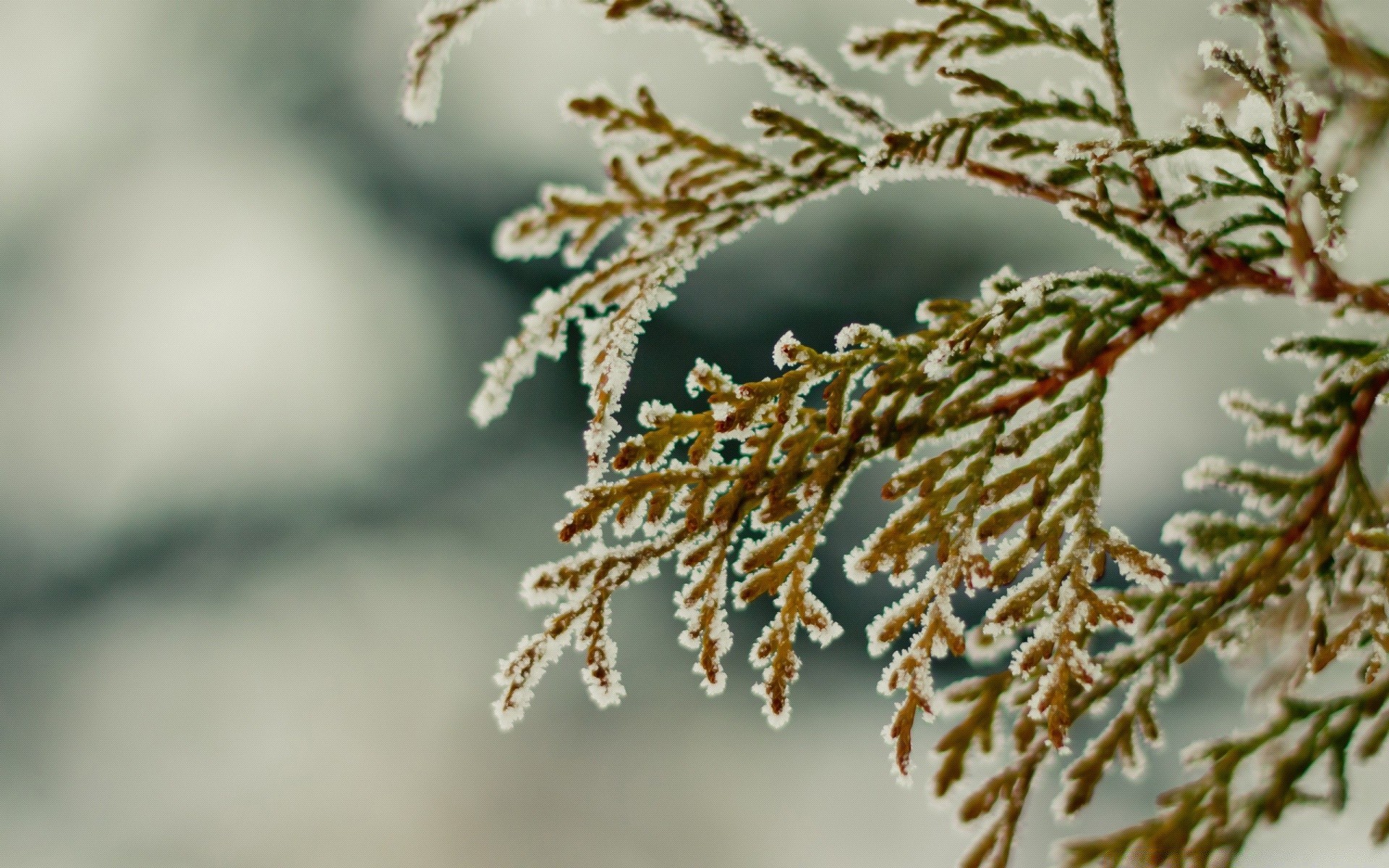 invierno árbol naturaleza rama escarcha al aire libre navidad desenfoque flora hoja temporada nieve primer plano decoración escritorio brillante luz del día madera color