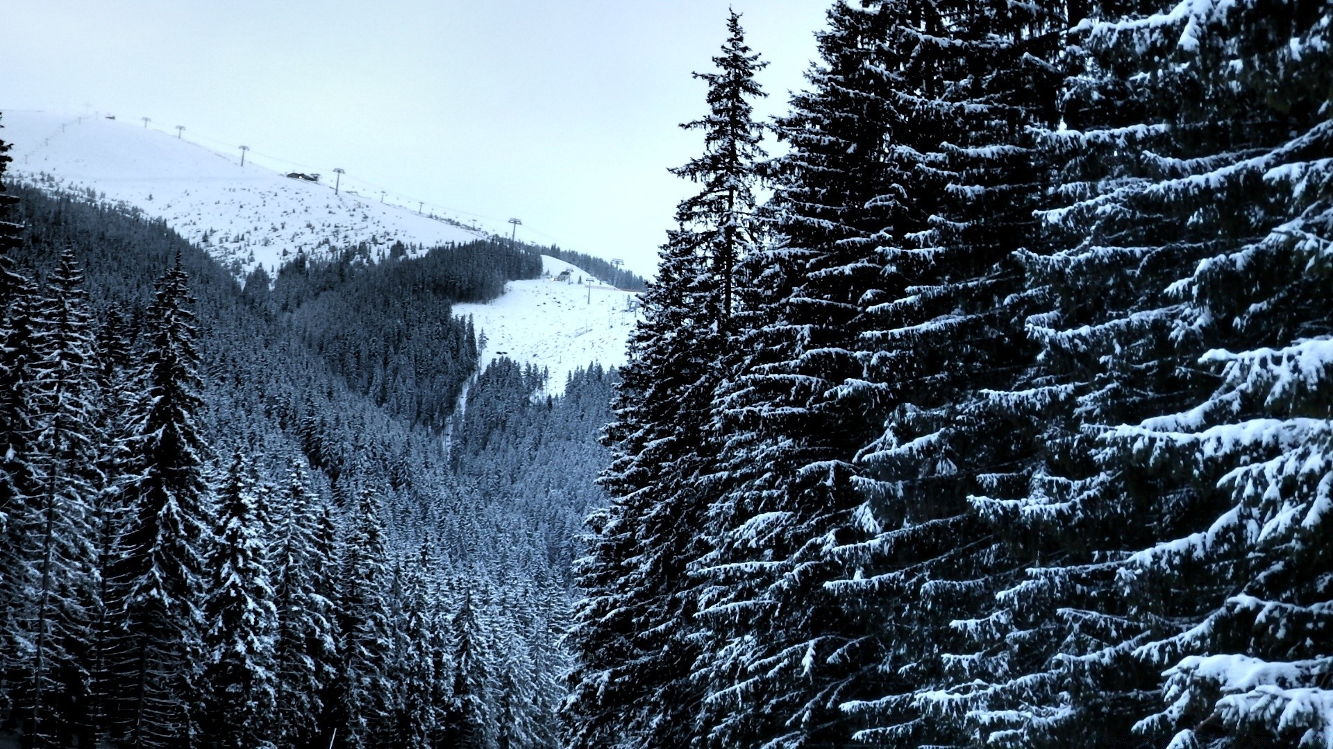 invierno nieve escarcha frío madera árbol congelado naturaleza paisaje temporada hielo coníferas evergreen tiempo pino escénico montañas abeto al aire libre