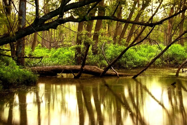 Río en medio de un denso bosque