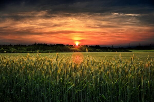 Una cálida puesta de sol en los campos de trigo