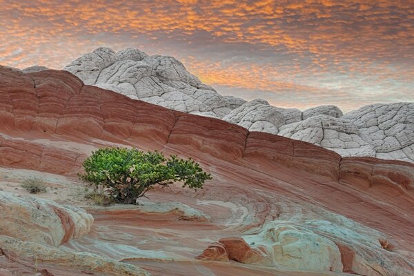 Árbol solitario en la ladera de la montaña