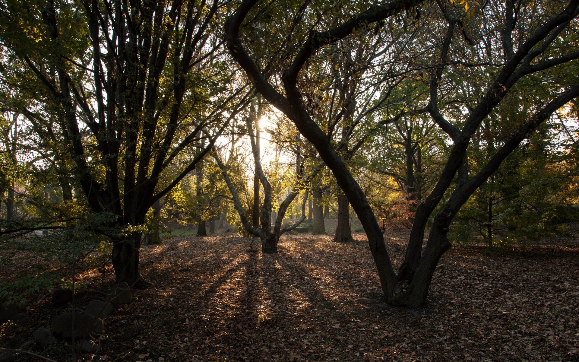 américa árbol madera paisaje parque hoja naturaleza otoño rama miércoles guía amanecer escénico luz del día exuberante temporada buen tiempo al aire libre sol tronco