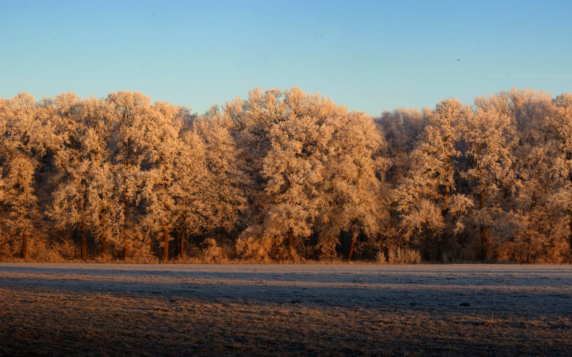 paisaje árbol paisaje otoño invierno madera nieve amanecer al aire libre naturaleza niebla escénico cielo luz del día buen tiempo tiempo parque