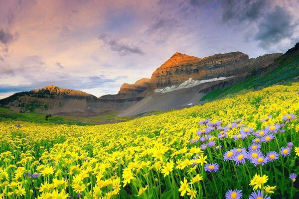 Campos con flores. Pico. Noche